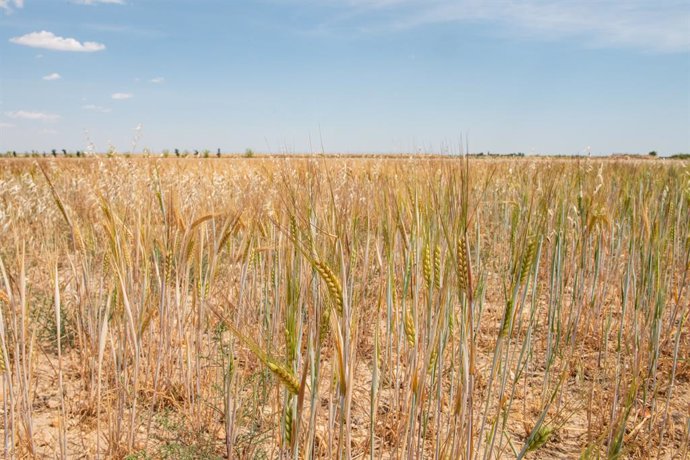Archivo - Campo de trigo, a 17 de junio de 2024, en Albacete, Castilla-La Mancha (España). La Unión de Pequeños Agricultores (UPA), solicita que se declare la provincia de Albacete como zona desfavorecida para que tanto agricultores como ganaderos de la z