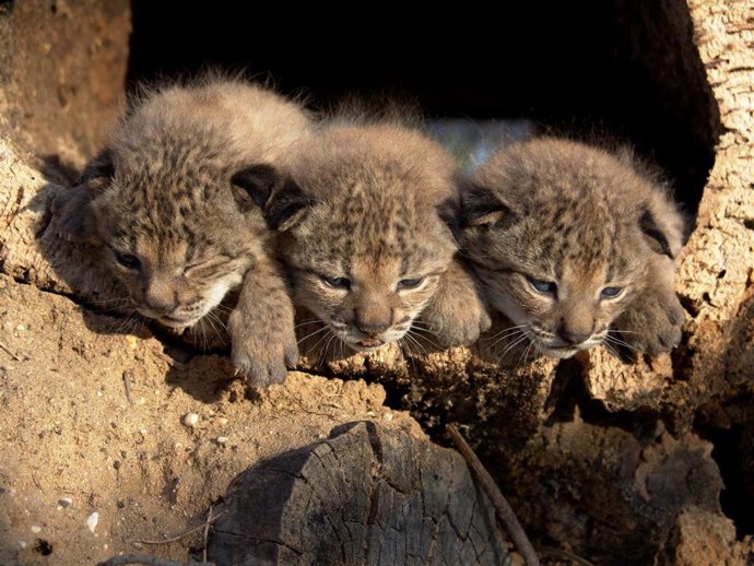 Archivo - Los tres cachorros de lince ibérico nacidos en cautividad en El Acebuche en 2005