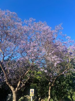 Jacarandas
