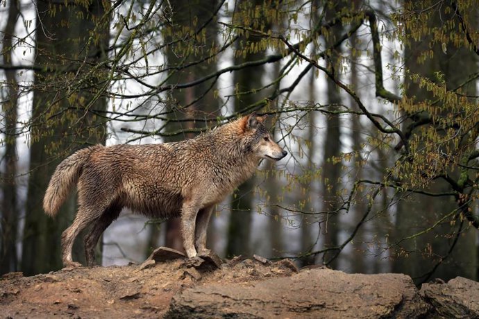 Archivo - Lobo, a 1 de abril de 2023. 