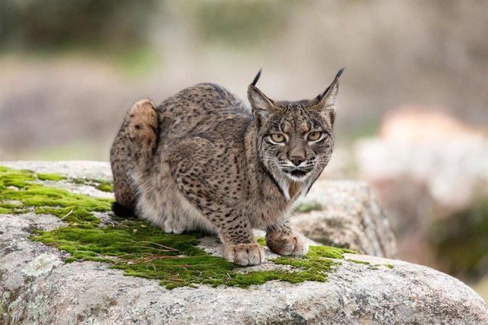 Archivo - Un lince en el Cortijo Gato Clavo, a 8 de noviembre de 2024, en el Parque Natural de la Sierra de Andújar, Jaén, Andalucía (España).