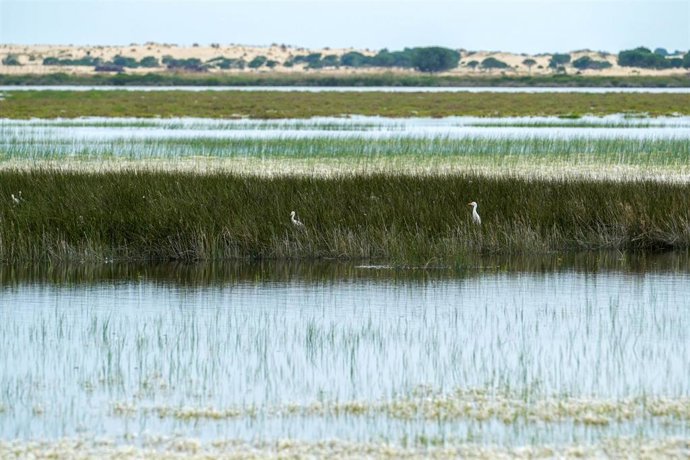 Archivo - Imagen del Parque Nacional de Doñana. 