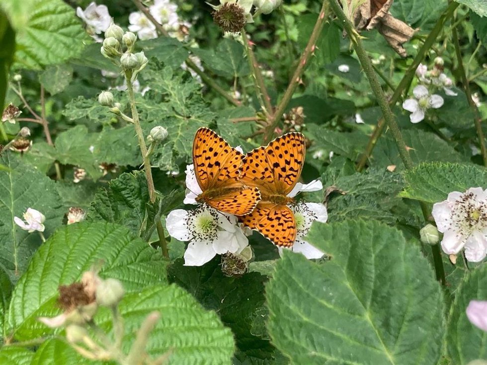 Una mariposa Brenthis daphne