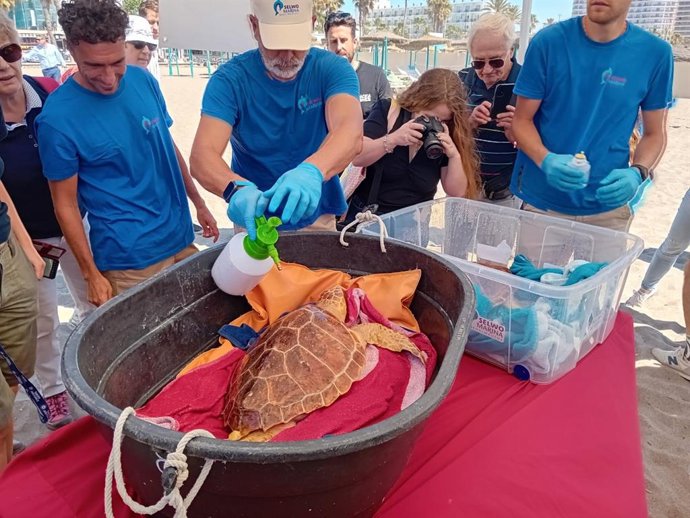 El delegado territorial de Sostenibilidad y Medio Ambiente, José Antonio Víquez, ha participado junto a la alcaldesa de Torremolinos Margarita del Cid, en la suelta de dos tortugas boba en la playa de Playamar tras ser recuperadas por expertos.