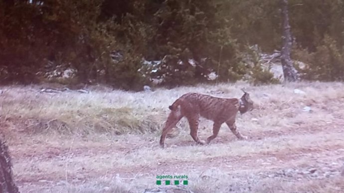 El linx detectat a Catalunya