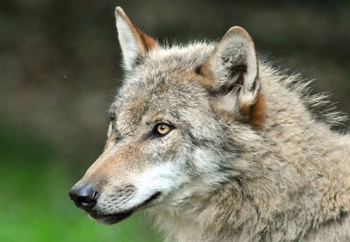 Archivo - FILED - 26 May 2009, Sababurg: A wolf stands in the zoo in Sababurg. The bodies of four wolves thought to have been poisoned were found by passers-by close to a cycle path in the Italian Alps over the weekend, authorities in Trentino province re