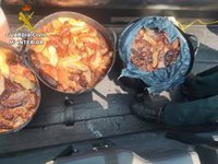 Denunciados padre e hijo en Chipiona (Cádiz) por captura ilegal de 80 kilos de pepinos de mar