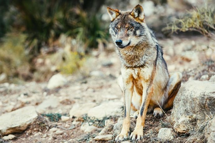 Archivo - Lobo ibérico. Lobos. 