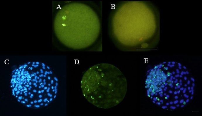 El grupo SaBio de la UCLM muestra en una investigación que el calor afecta la reproducción de ovejas.