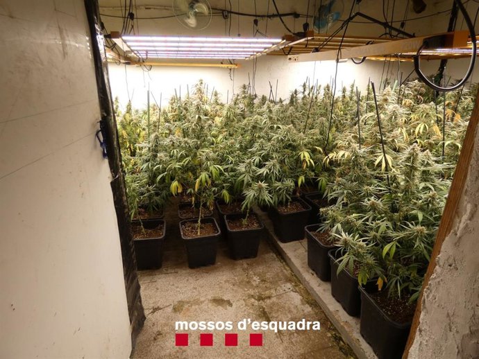 Plantación de marihuana en una casa de Vidreres (Girona)
