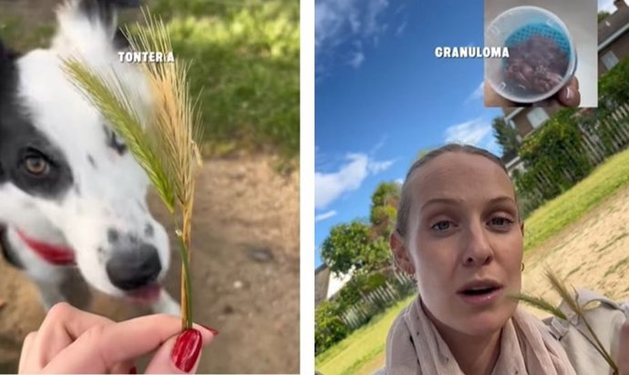 Captura de un vídeo de Tiktok de @martathedogmom.