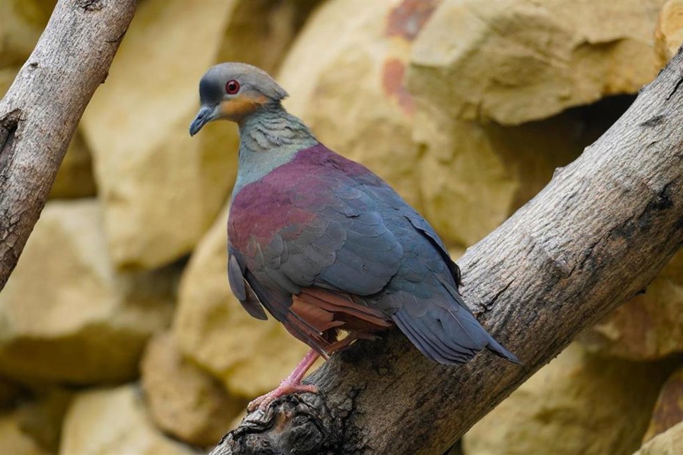 Paloma perdiz jamaicana en Bioparc Fuengirola
