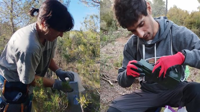 Terra Natura Benidorm s'unix a un projecte nacional de seguiment de micromamífers