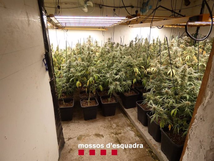 Plantació de marihuana en una casa de Vidreres (Girona)