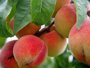 Aragón prevé recoger unas 630.000 toneladas de fruta de hueso, un 3,5% más que en 2024
