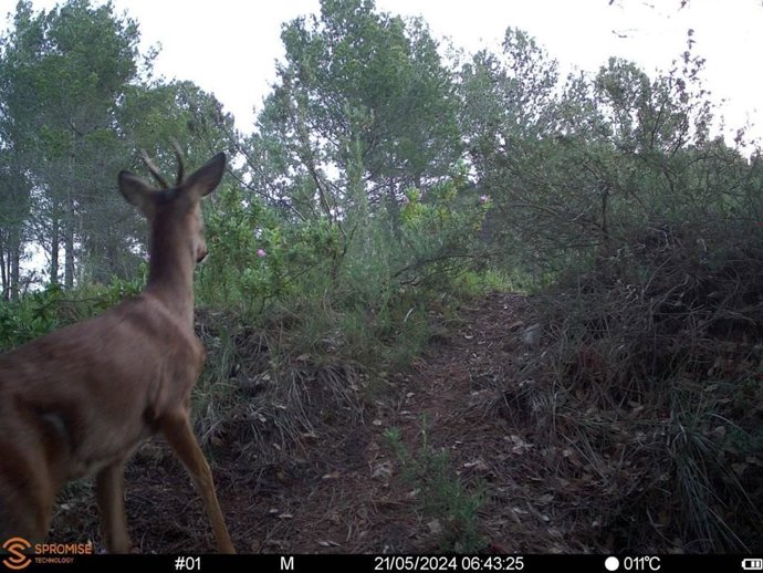 Archivo - Imagen de un corzo captado por una de las cámaras en las parcelas