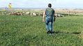 Seis detenidos tras recuperar más de 200 cabezas de ganado robado en el Condado de Huelva