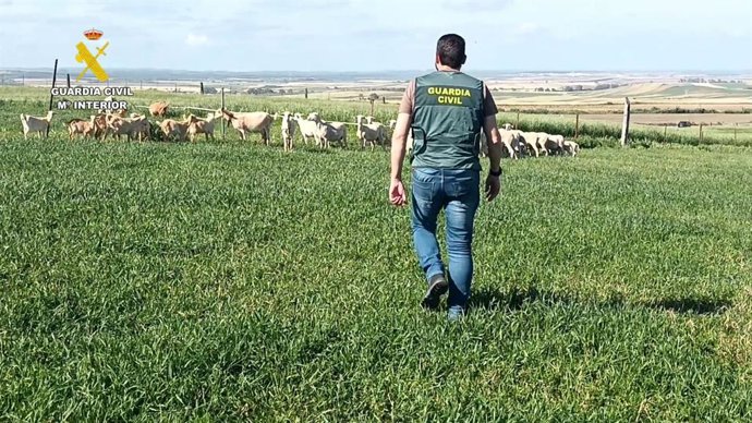Una agente de la Guardia Civil con parte del ganado recuperado.