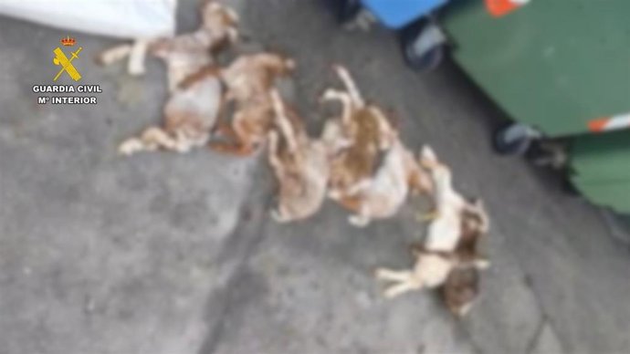 Cabritos tirados en contenedor en Serradilla