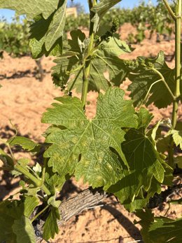 Hoja de vid afectada por el mildium realizada el pasado mes de abril en una inspección técnica.