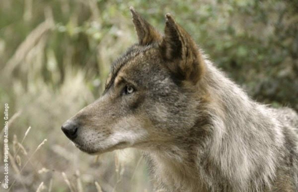 Manzanos espera que para el verano entre en vigor la orden de vedas que autorice la caza del lobo