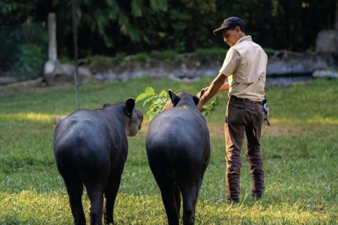 Tótem; Desarrollo inmobiliario sustentable que impulsa la conservación del Tapir en Kinchil, Yucatán