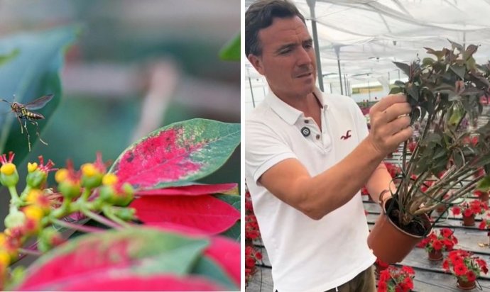 O momento perfeito para fazer sua poinsétia florescer: quando podá-la e como fazer mudas