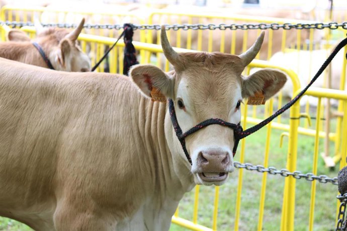 Vitoria-Gasteiz acogerá la próxima semana el XXVII Congreso Internacional de Medicina Bovina