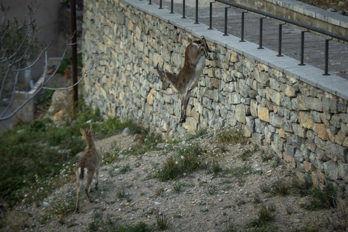 Dos cabras recorren las calles de Jérica