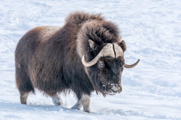 Ciencia.-Los animales adaptados al frío surgieron hace 2,6 millones de años