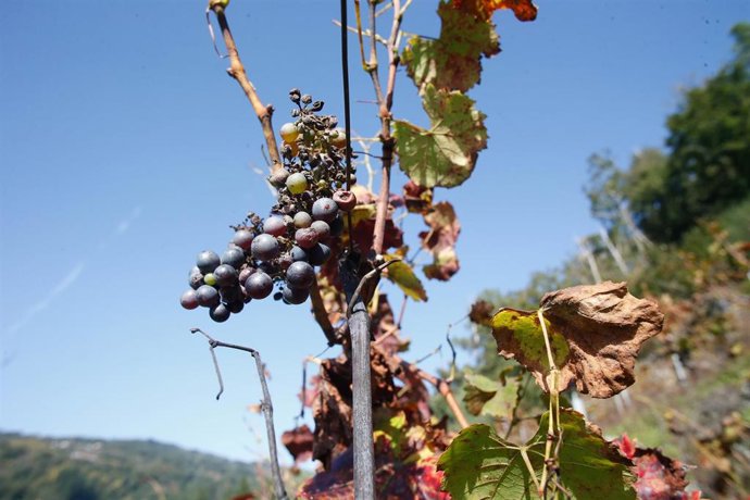 Archivo - Racimo de uvas en una vid, a 1 de noviembre de 2024, en Sober, Lugo, Galicia (España). La falta de mano de obra para hacer la recolección de las manzanas y las uvas en la provincia de Lugo ha provocado que más de 600.000 kilos de fruta queden si
