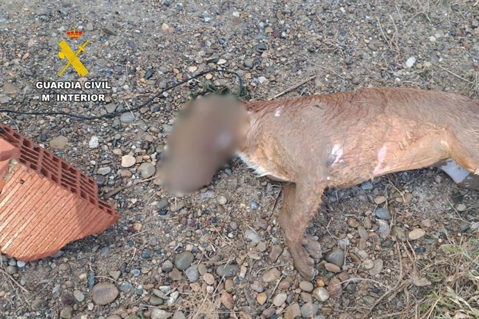 Perro muerto hallado en Gallur (Zaragoza).