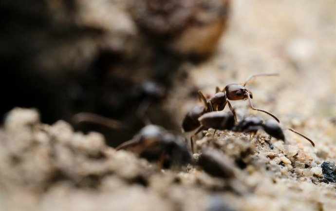 Qué significa que aparezcan hormigas en tu casa