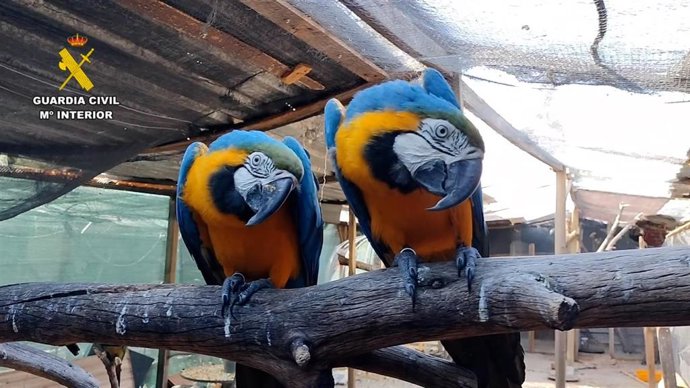 En el marco de la operación Namib han sido incautados en torno a una treintena de ejemplares de fauna protegida, en su mayoría aves exóticas