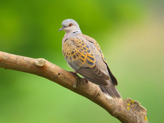 Ejemplar de tórtola europea.