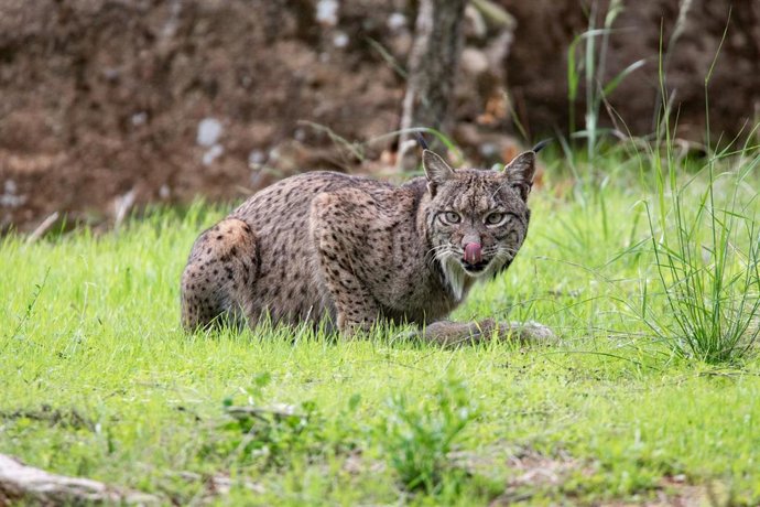 Archivo - Un lince en el Cortijo Gato Clavo, en el Parque Natural de la Sierra de Andújar (Jaén).