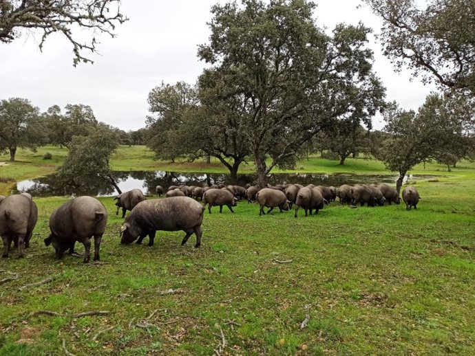 XXI Jornadas sobre Producción Animal con apoyo a la Ganadería de Precisión