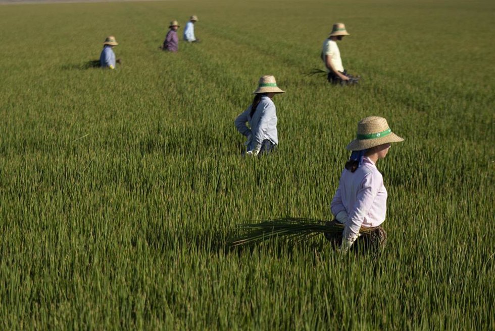 Archivo - Un grupo de jornaleros durante su labor, escardar arroz, en un arrozal en Isla Mayor. A 26 de agosto de 2022 en Sevilla (Andalucía, España).