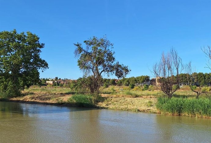 Zona del Canal Imperial desbrozada