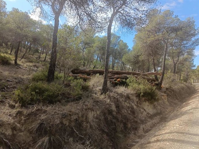 Zona tras los trabajos de selvicultura en las sierras de Ricote y La Navela.