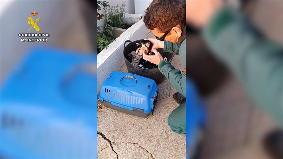 Archivo - La Guardia Civil investiga a un hombre por la mutilación de la cola de tres cachorros de perro en Tortosa (Tarragona)