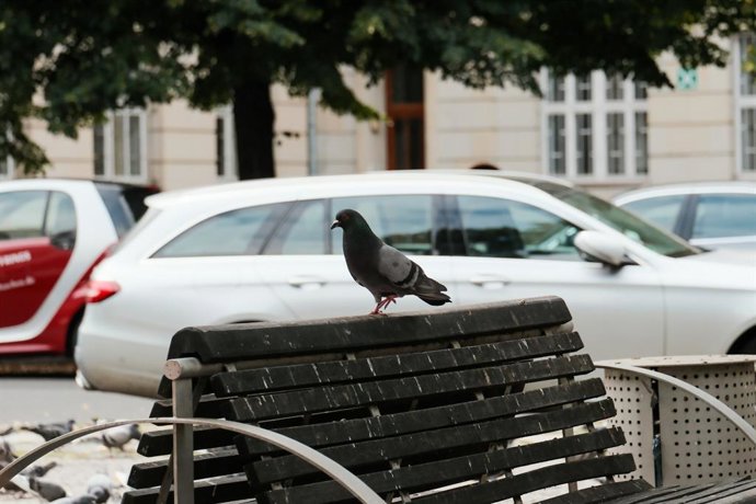Por que as fezes dos pombos parecem brancas em carros escuros e pretas em carros claros?