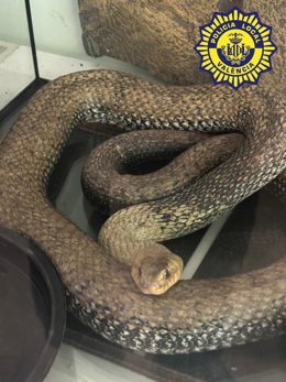 La Policía Local localiza una culebra de tres metros en el motor de un coche