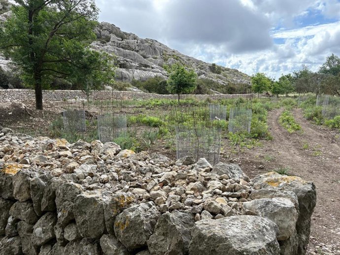 El Govern planta encinas de bellota dulce en la finca pública de Mortitx para conservar la diversidad genética de esta especie