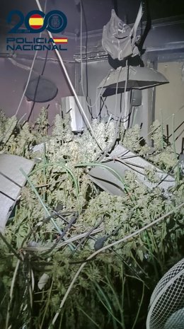 Habitáculo con plantas de marihuana
