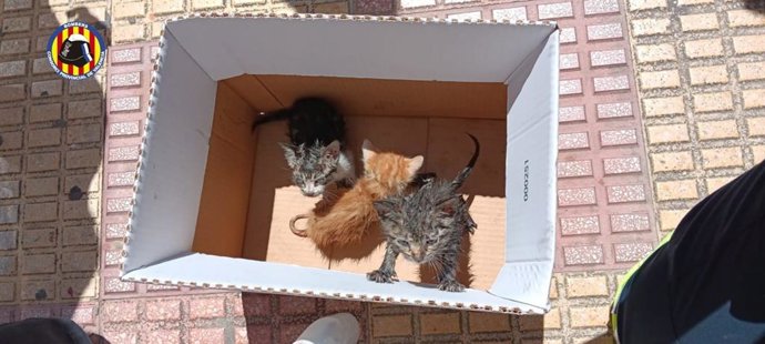 Bomberos rescatan a cuatro gatos de un incendio en una vivienda en Cullera