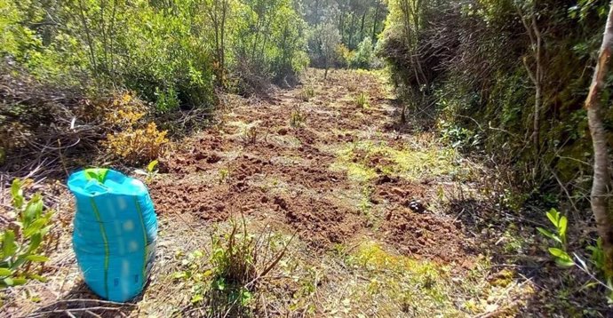 Cultivo de marihuana en Querol (Tarragona)