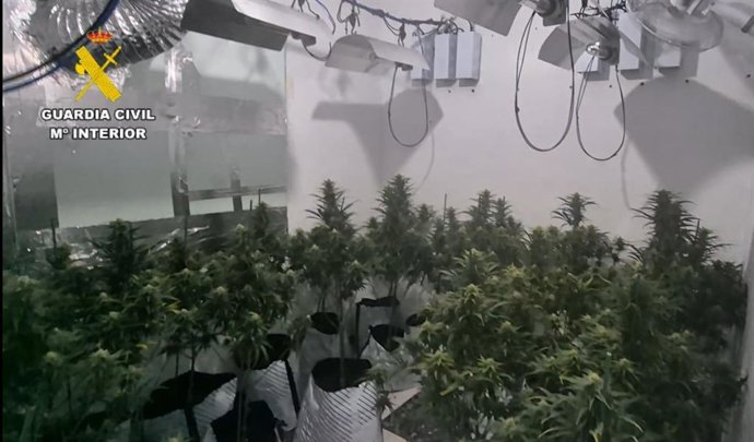 Plantación de marihuana oculta en una vivienda en Bormujos.