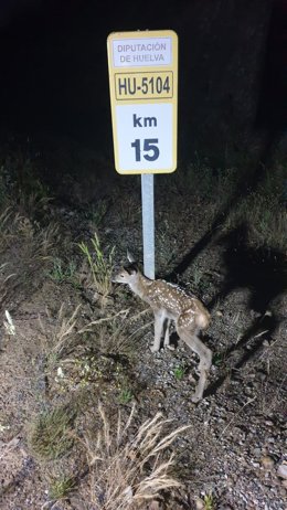 Cría de ciervo encontrada junto a una carretera.