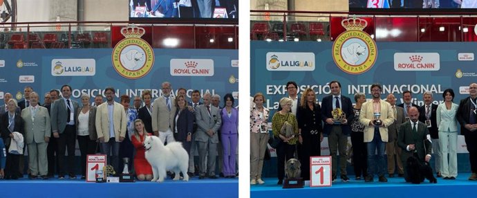 Un perro samoyedo y un affenpinscher, vencedores de la Exposición Internacional Canina 2025 de la RSCE.